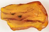 Fossil Fly (Diptera) In Baltic Amber #200244-1